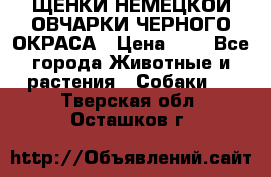 ЩЕНКИ НЕМЕЦКОЙ ОВЧАРКИ ЧЕРНОГО ОКРАСА › Цена ­ 1 - Все города Животные и растения » Собаки   . Тверская обл.,Осташков г.